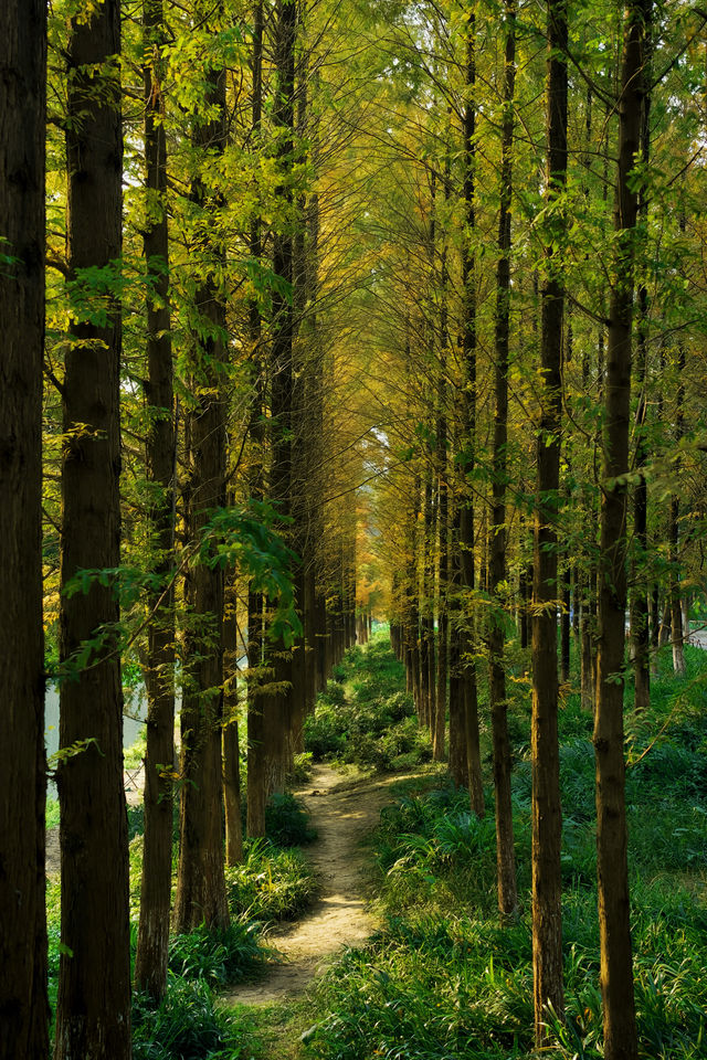 成都市區免費公園 | 升仙湖Citywalk