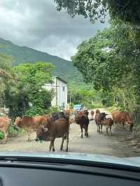 曲靖等地攻略來啦老友出行必看超讚