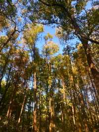 上海秋日頂流!共青菊花展免費衝人多真的有原因!