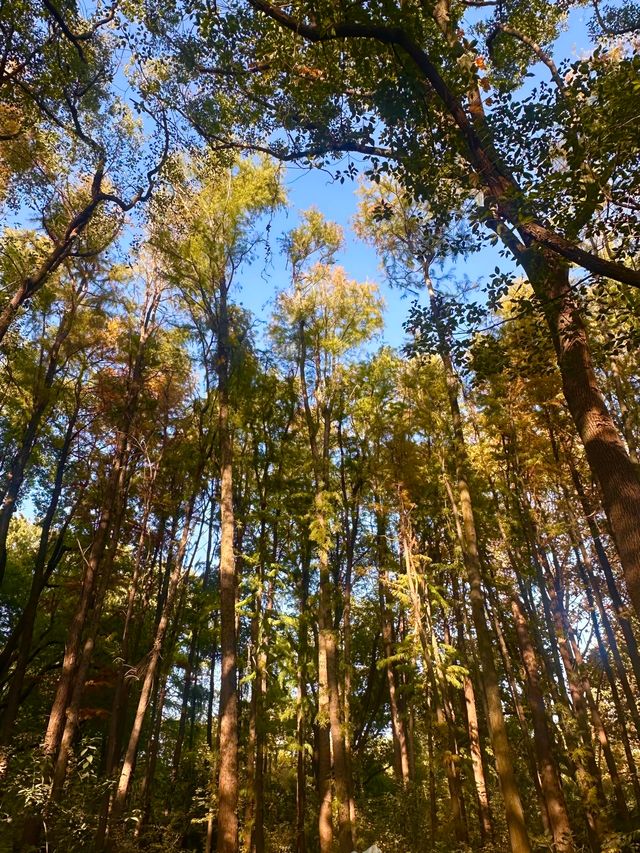 上海秋日頂流!共青菊花展免費衝人多真的有原因! 上海秋日頂流!共青菊花展免費衝人多真的有原因!