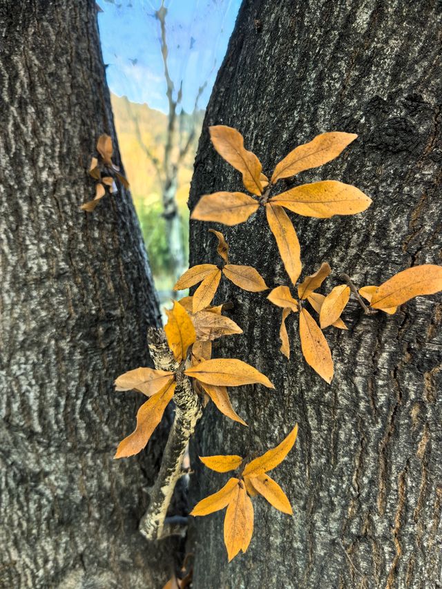 冬棲暖境,歲末安隅 冬棲暖境,歲末安隅