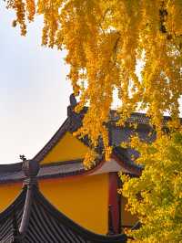 千年古銀杏，就藏在這個淀山湖畔的小眾寺院