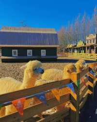 北京遛娃丨森林中的童話世界,地鐵直達!!