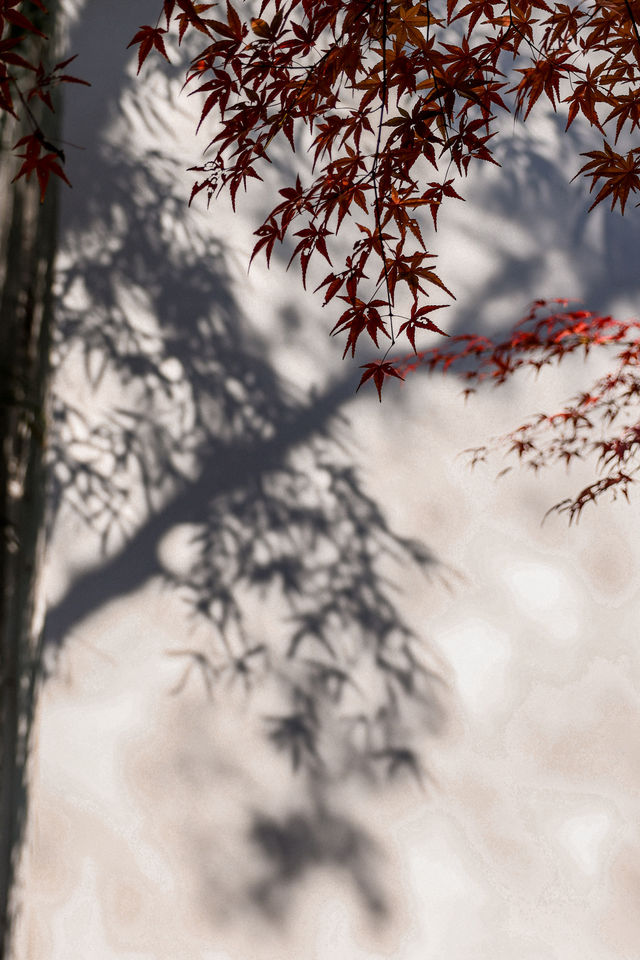 初冬念想｜在翁家花園邂逅一場銀杏雨下的時光靜止