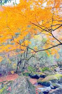 央視力推的秋日頂流成都周邊「中國紅葉第一山」