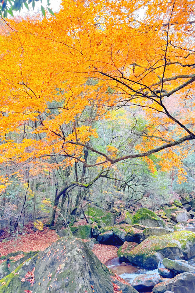 央視力推的秋日頂流成都周邊「中國紅葉第一山」 央視力推的秋日頂流成都周邊「中國紅葉第一山」