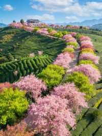 韶關櫻花峪帶你進入粉色世界