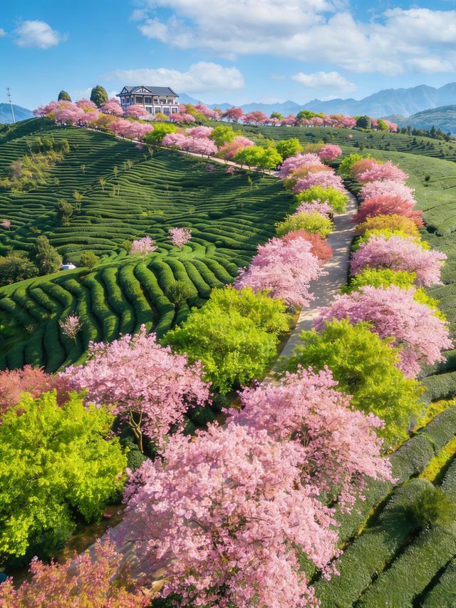 韶關櫻花峪帶你進入粉色世界