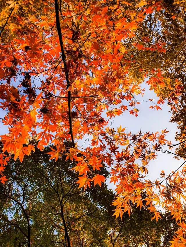 11.27實拍!和平公園的秋天比濾鏡還絕! 11.27實拍!和平公園的秋天比濾鏡還絕!