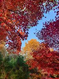 上海超冷門的絕美賞秋公園,免費開放卻鮮為人知!