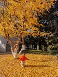 你是來拉屎的吧?!