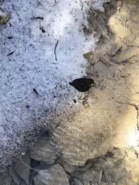 秋冬季黃龍景區徒步上下半日遊(阿壩松潘)