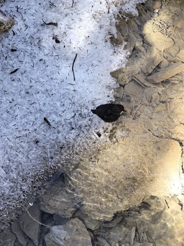 秋冬季黃龍景區徒步上下半日遊(阿壩松潘) 秋冬季黃龍景區徒步上下半日遊(阿壩松潘)