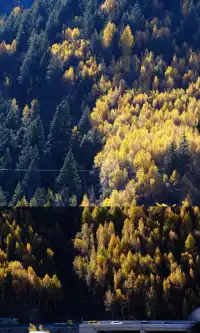 川西｜真的好幸運 拍到日照金山了！還有彩林