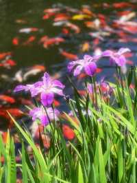 上海隱世古寺|700年真如寺,藏著都市裡的慢時光