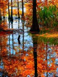 鎮江金山湖水杉林全攻略邂逅初冬童話秘境