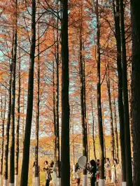 松雅湖落羽杉實況,拍照還是建議烈士公園