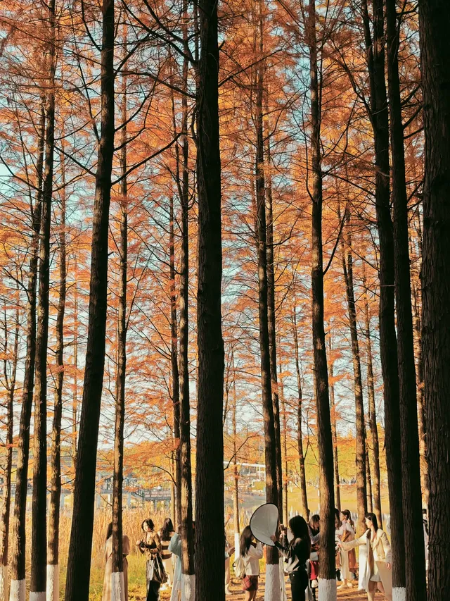 松雅湖落羽杉實況,拍照還是建議烈士公園 松雅湖落羽杉實況,拍照還是建議烈士公園
