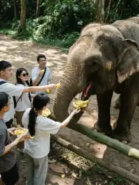 2025野象谷最新攻略｜附節目表+52r門票特惠