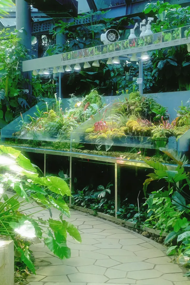 廈門植物園 | 像植物一樣呼吸