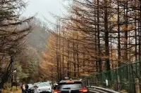 12月秦嶺冷杉攻略雪裹銀杉的冬日童話