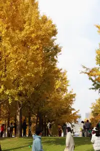 絕了！世博銀杏林真的太好拍了！！