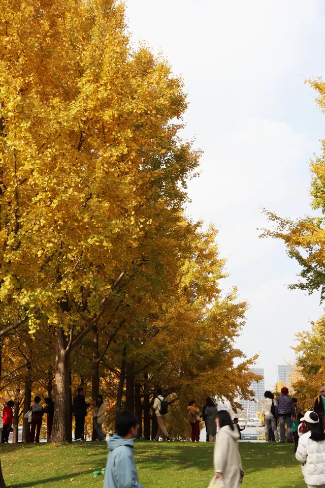 絕了！世博銀杏林真的太好拍了！！