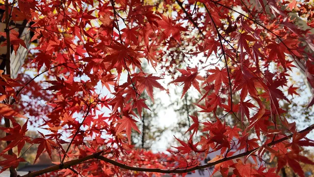 上海出發 帶娃賞秋棲霞山