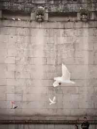 我在南京拍到了莫奈的睡蓮,想看看你拍的