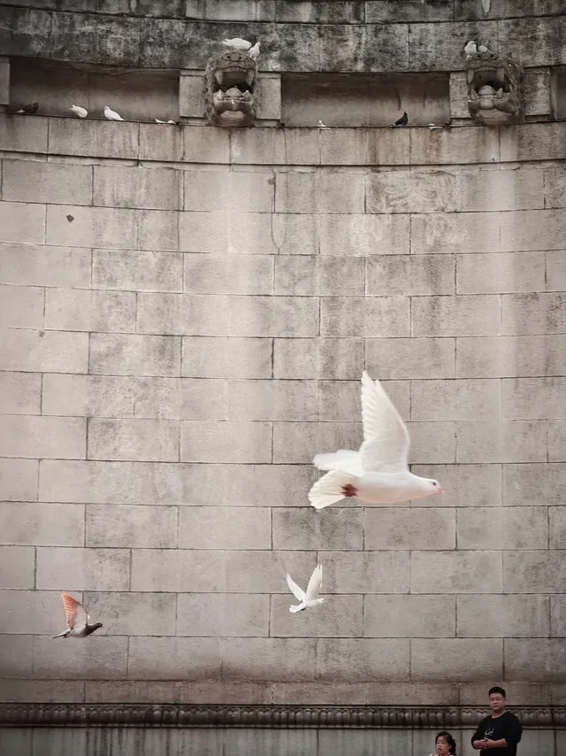 我在南京拍到了莫奈的睡蓮,想看看你拍的 我在南京拍到了莫奈的睡蓮,想看看你拍的