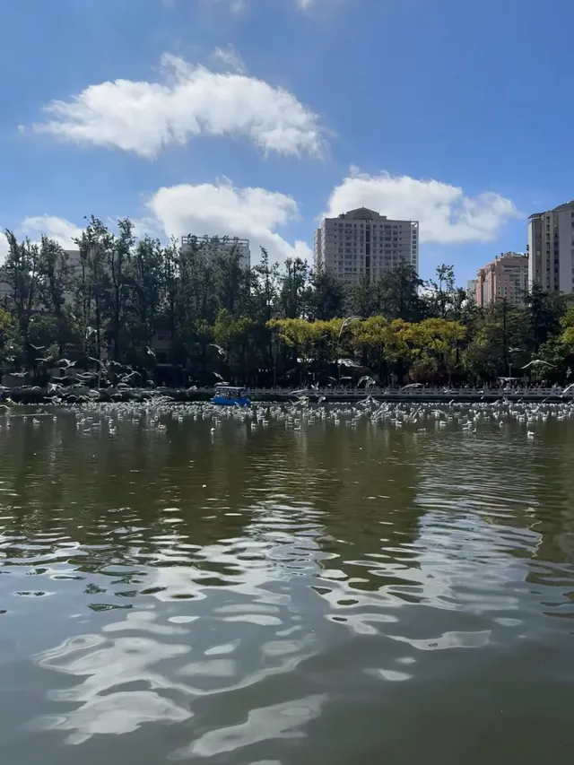 昆明漫遊記day3在翠湖發呆也太舒服了吧! 昆明漫遊記day3在翠湖發呆也太舒服了吧!