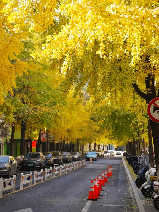 杭州清吟街|秋冬限定的金色浪漫 杭州清吟街|秋冬限定的金色浪漫