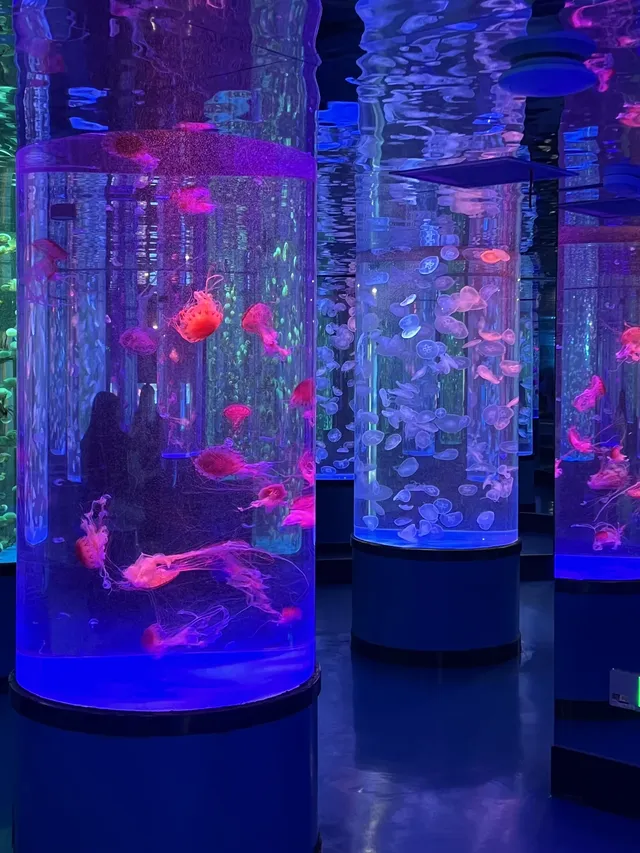 沉浸式墜入深海星穹，治癒與出片雙滿分～