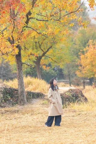 皖南的秋天，是塔川烏桕樹燒起來的！附攻略