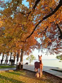 東湖的落羽杉紅了,快衝呀