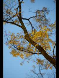 昆明秋日頂流滇樸鎏金季!保姆級打卡攻略,錯過等一年