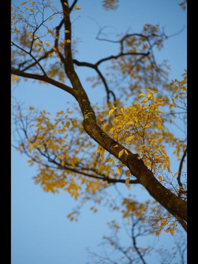 昆明秋日頂流滇樸鎏金季!保姆級打卡攻略,錯過等一年 昆明秋日頂流滇樸鎏金季!保姆級打卡攻略,錯過等一年