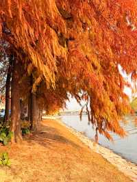 上海初冬限定浪漫|碳路者公園4點光影落羽杉