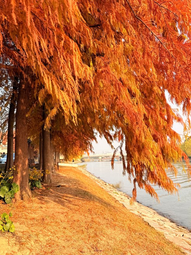 上海初冬限定浪漫|碳路者公園4點光影落羽杉 上海初冬限定浪漫|碳路者公園4點光影落羽杉