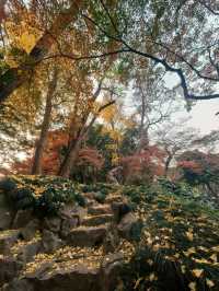 葉家花園 | 深秋的銀杏秘境