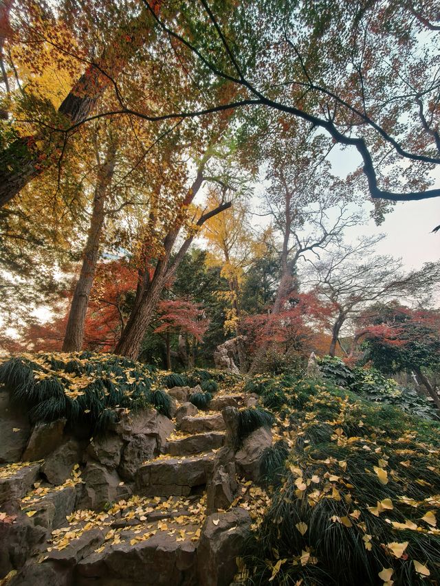 葉家花園 | 深秋的銀杏秘境 葉家花園 | 深秋的銀杏秘境