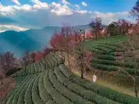 無量山櫻花谷旅拍,餘位有限,預約從速!