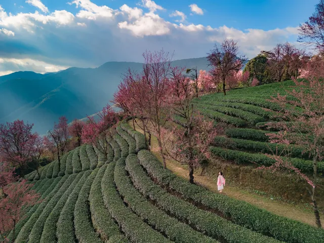 無量山櫻花谷旅拍,餘位有限,預約從速! 無量山櫻花谷旅拍,餘位有限,預約從速!