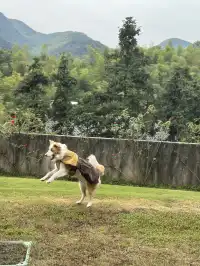 在莫干山見到了頂級的寵物友好