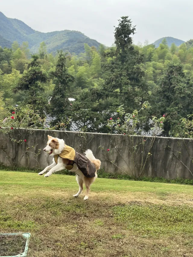 在莫干山見到了頂級的寵物友好 在莫干山見到了頂級的寵物友好