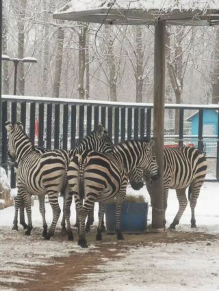 สวนสัตว์เหิงสุ่ยขอต้อนรับท่านสู่ดินแดนมหัศจรรย์แห่งฤดูหนาว เมื่อปีใกล้จะสิ้นสุดลงและหิมะแรกโปรยปรายลงมา