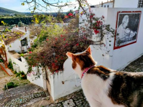 歴史に優しく見守られた場所―ポルトガルのアルテ（Alte）