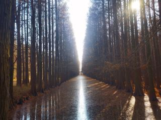 สวนป่ากลางน้ำจินหู