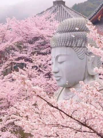 インスタで話題の桜に囲まれた大仏、奈良の壺阪寺 | Trip.com 奈良市