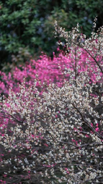 창사 겨울 한정 주즈저우 강변 매화 감상 완벽 가이드! 숨 막히게 아름다워요